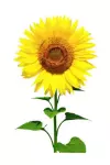 Sunflower Oil Ayçiçek Yağı 500gr