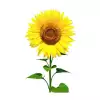 Sunflower Oil Ayçiçek Yağı 500gr