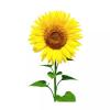 Sunflower Oil (Ayçiçek Yağı) 500gr